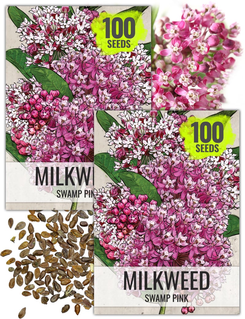 Seed Needs Pink Swamp Milkweed Seeds for Planting - Heirloom & Untreated - Grow a Butterfly Garden to Attract Monarch Butterflies & Pollinators (2 Packs) - Image 1